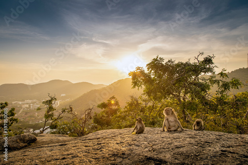 Monkeys on the top of the mountain with the sunset background