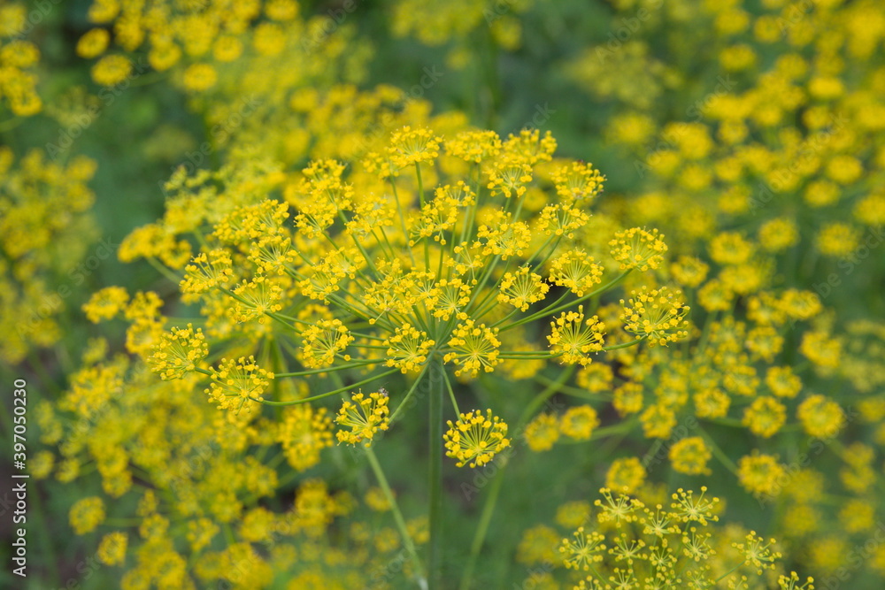 Fototapeta premium Flowering dill, garden of aromatic herbs, medicinal, spice plant