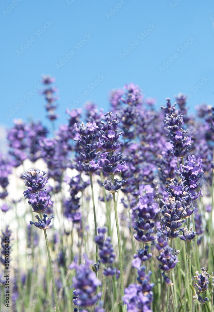 Fototapeta premium Field of Lavender, Lavandula angustifolia, Lavandula officinalis 