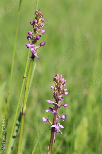 Rote Waldhyazinthe(Platathera bifolia) photo