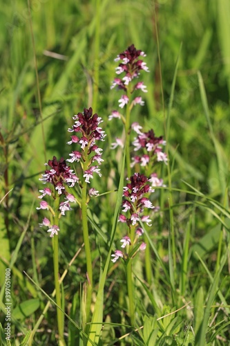 Brandknabenkraut(Orchis ustulata) photo