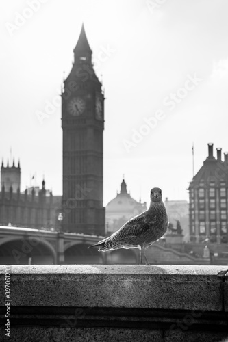 Bird in the city