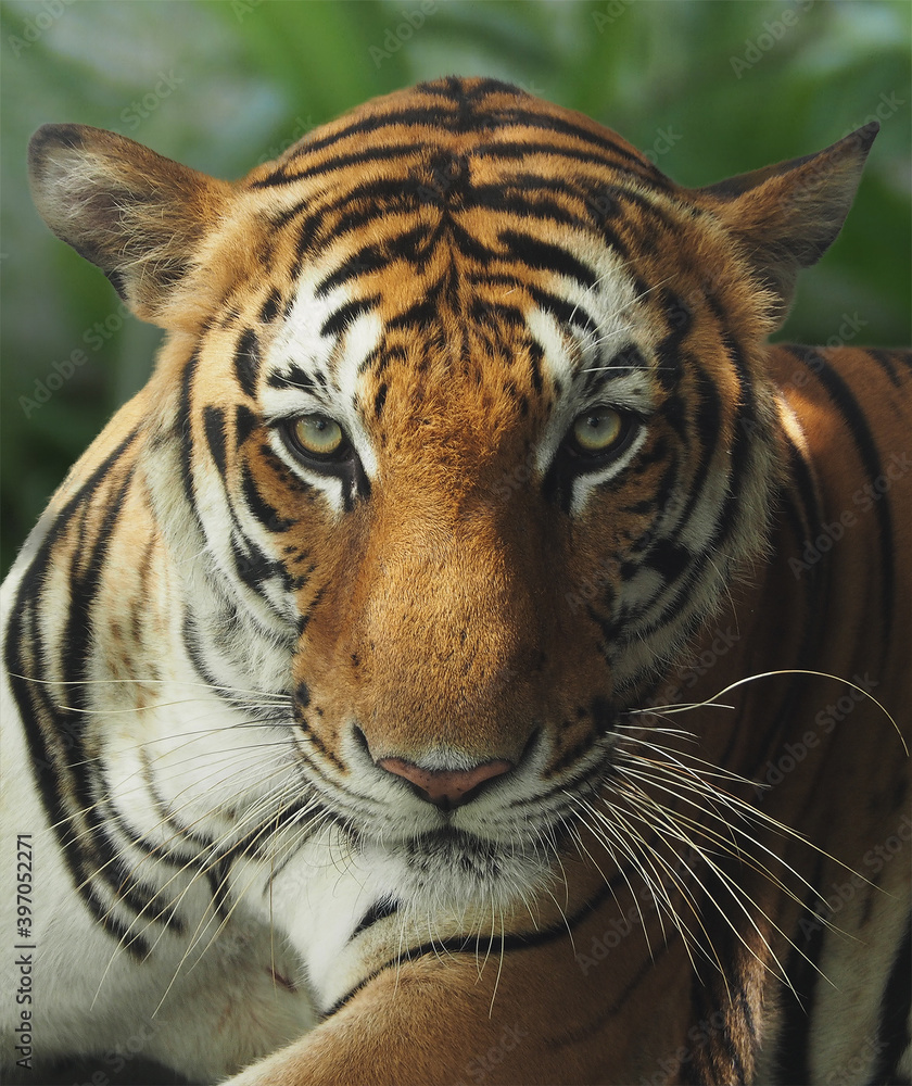 Obraz premium A beautiful close-up shot of handsome Asian wild bengal Tiger face looking at camera with serious mood background is green forest