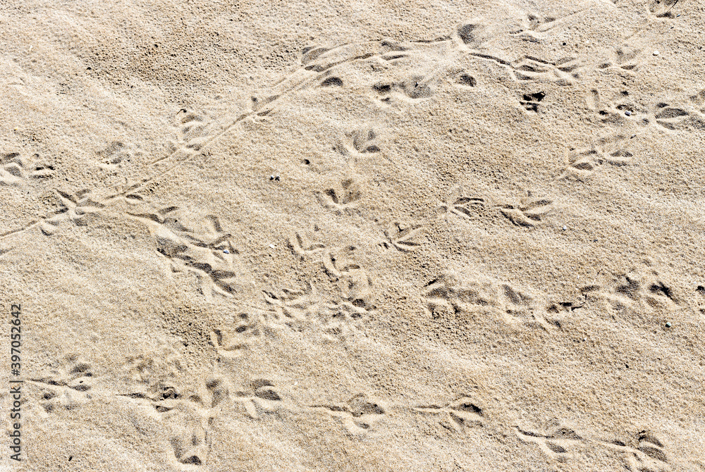 Texture of sand with bird tracks close-up Texture of sand with bird tracks close-up