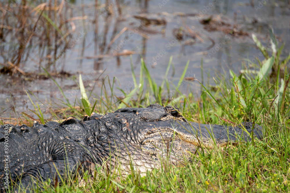 Side view of an alligator in the grass in Everglades National Park, Florida Side view of an alligator in the grass in Everglades National Park, Florida