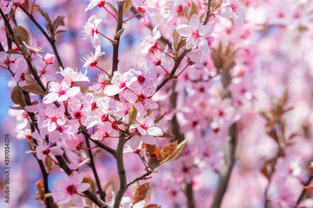 Spring background, flowering trees. Pink sakura flowers in sunny weather