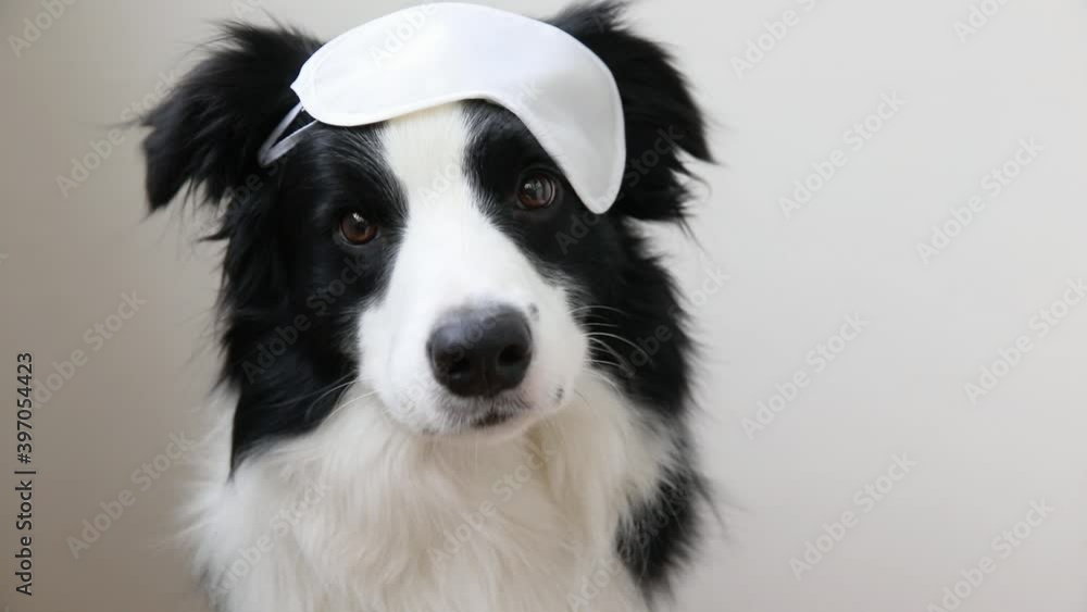 Do not disturb me, let me sleep. Funny cute smiling puppy dog border collie with sleeping eye mask isolated on white background. Rest, good night, siesta, insomnia, relaxation, tired, travel concept Do not disturb me, let me sleep. Funny cute smiling puppy dog border collie with sleeping eye mask isolated on white background. Rest, good night, siesta, insomnia, relaxation, tired, travel concept
