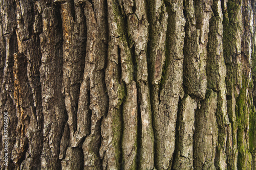 tree texture