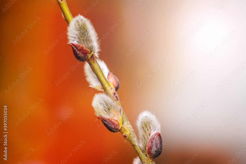 Fluffy willow catkins on a red blurred background Fluffy willow catkins on a red blurred background