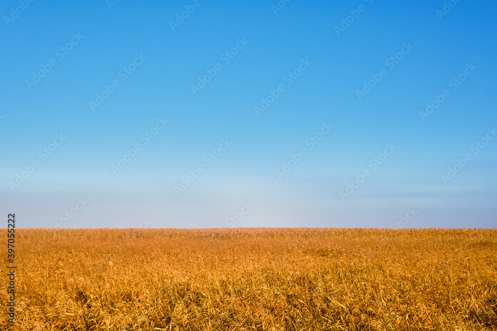 Golden yellow reeds against the background of a clear clear blue sky in summer or early autumn. Pastoral beautiful landscape background. Float river Anapka, Krasnodar Territory Golden yellow reeds against the background of a clear clear blue sky in summer or early autumn. Pastoral beautiful landscape background. Float river Anapka, Krasnodar Territory