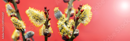 Willow branches with fluffy catkins on a red background