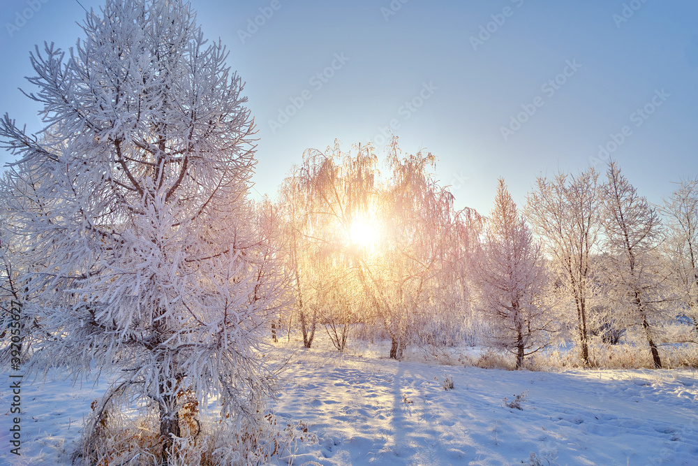 Fototapeta Drzewa pokryte śniegiem w mroźny zimowy wieczór o zachodzie słońca.
