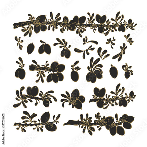 Argan plant, oil. Vector graphic hand drawn set.