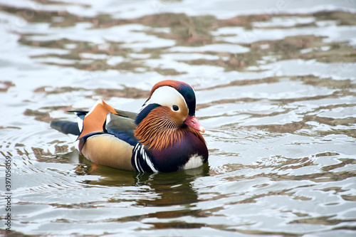 Wallpaper Mural Mandarin duck swimming in a pond Torontodigital.ca