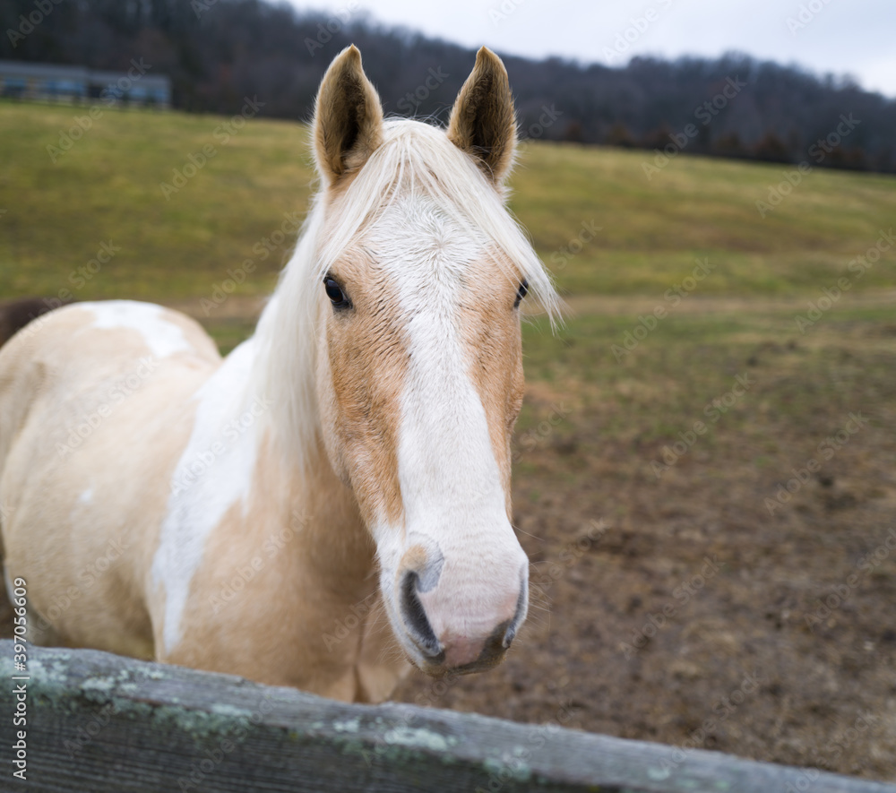 Naklejka premium horses in the pasture and paddock