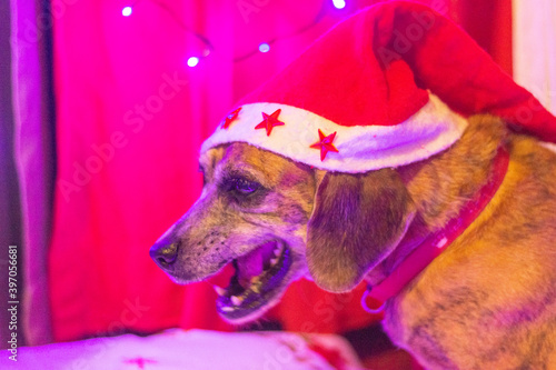 Christmas Doggies