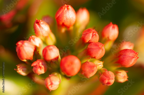 Burgeoning little wonderful orange flowers with buds.