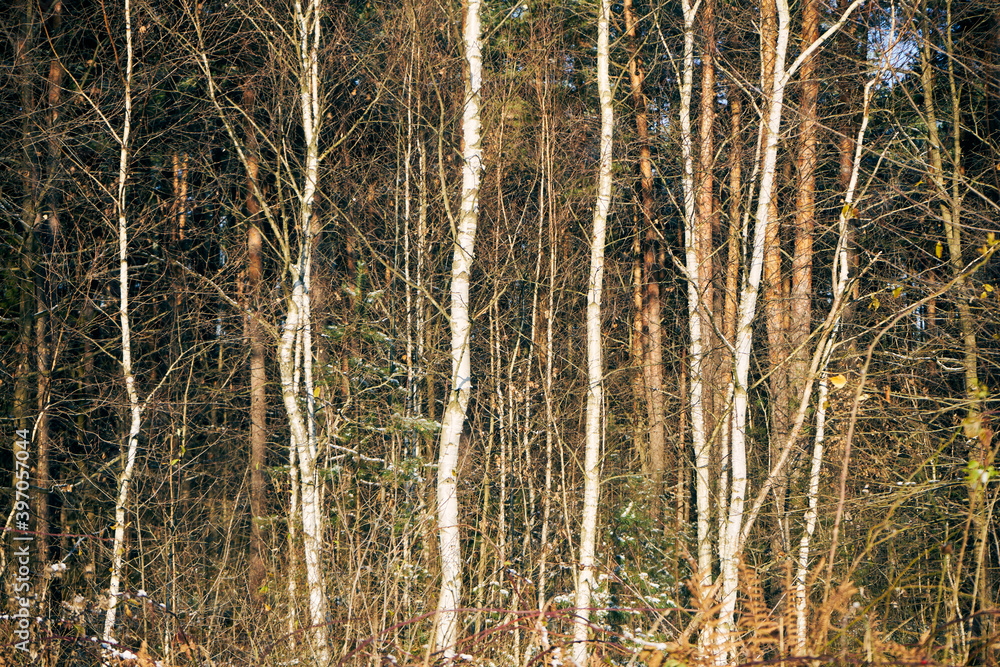 Obraz premium jesienne drzewa 