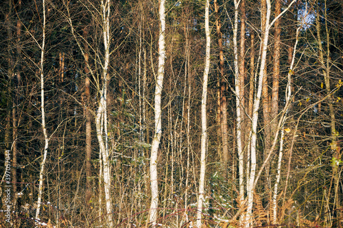 Fototapeta Naklejka Na Ścianę i Meble -  jesienne drzewa 