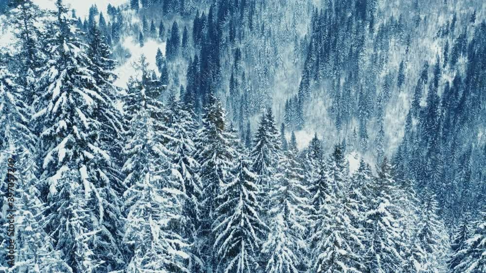 Winter concept. Aerial video of beautiful cinematic winter forests covered with snow on spectacular mountain background. Traveling, holiday season. Winter concept. Aerial video of beautiful cinematic winter forests covered with snow on spectacular mountain background. Traveling, holiday season.