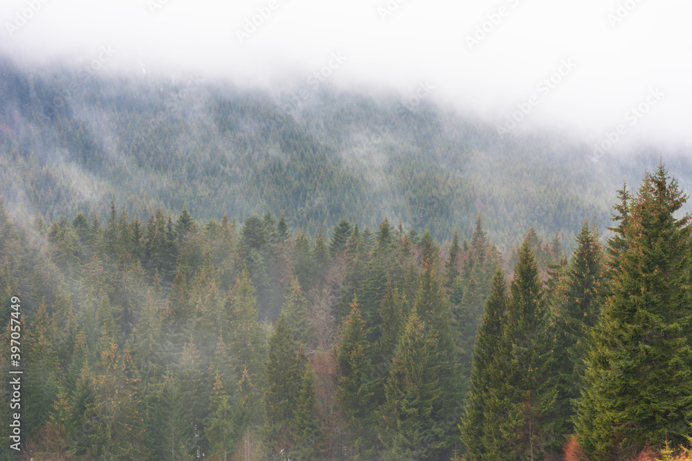 Ukrainian Carpathian mountains with fogs between the trees after winter Ukrainian Carpathian mountains with fogs between the trees after winter