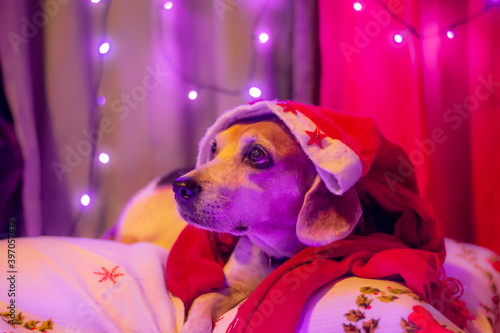 Christmas Doggies