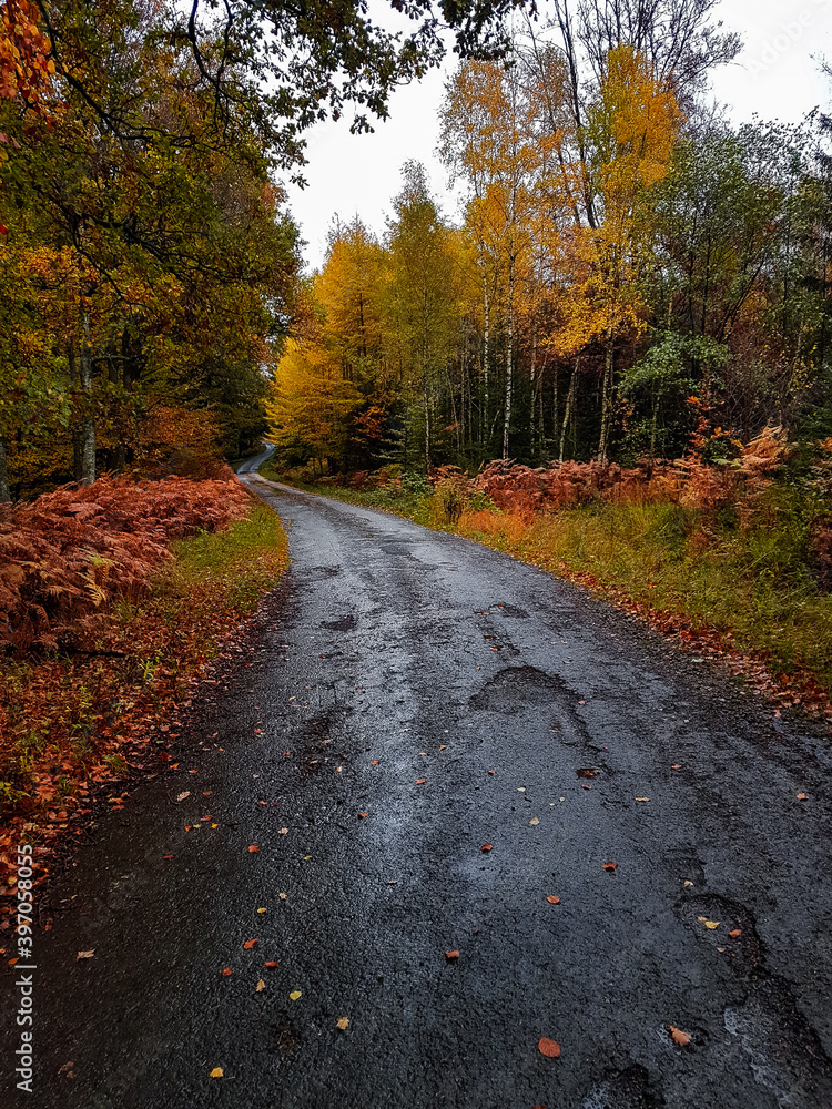 Empty road in autumn colorful forest