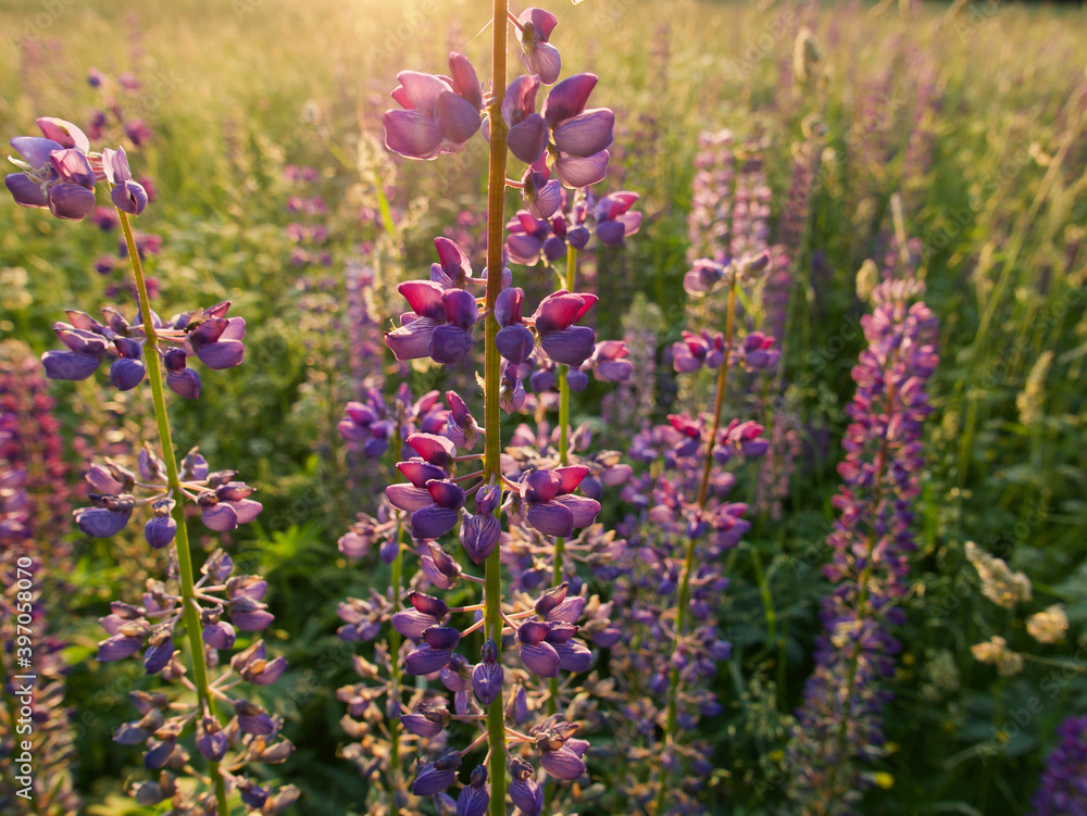 Obraz premium Wild lupine meadow