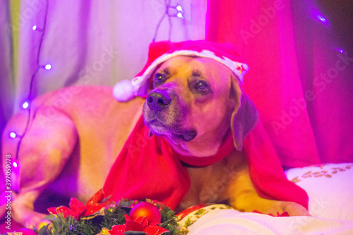 Christmas Doggies
