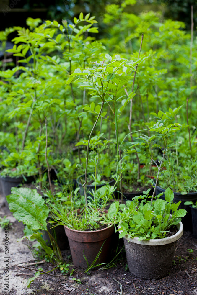 Forest nursery with many tree seedlings ready to be planted in the new woods and alonside roads. Forest nursery with many tree seedlings ready to be planted in the new woods and alonside roads.