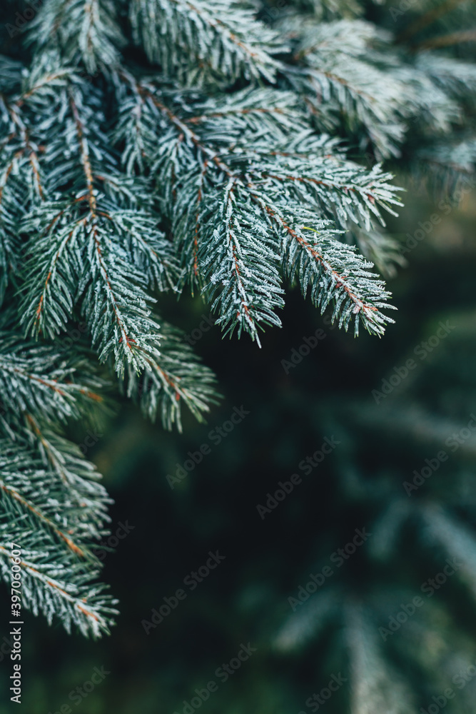Fluffy branches of a fir-tree with frost. Christmas wallpaper or postcard concept.