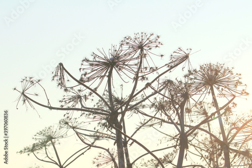 Wallpaper Mural Silhouette of a hogweed lit by the sun against the background of a frosty winter sky Torontodigital.ca