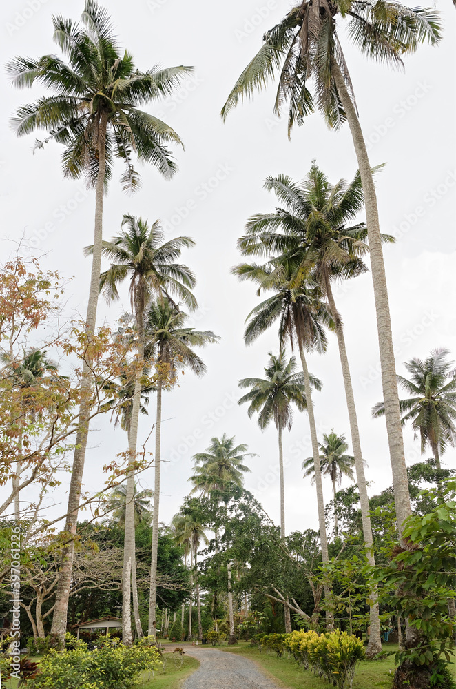 Coconut palms on the coconut island
