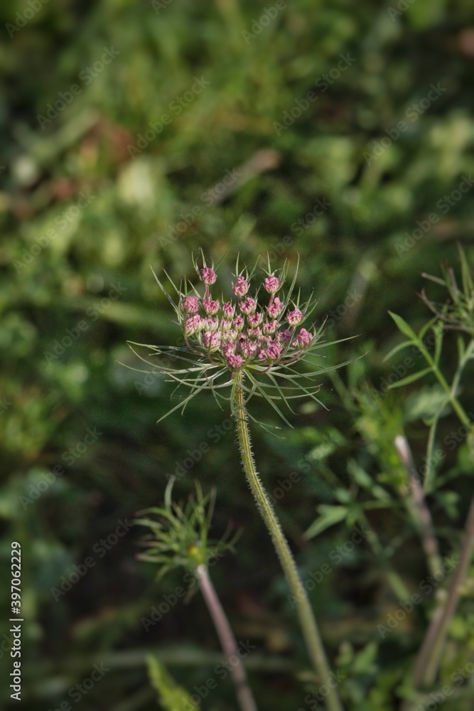 Pink Daucus carota plant, Common name include bird's nest, bishop's lace, and Queen Anne's lace, The umbel of a wild carrot.Italian field. Pink Daucus carota plant, Common name include bird's nest, bishop's lace, and Queen Anne's lace, The umbel of a wild carrot.Italian field.
