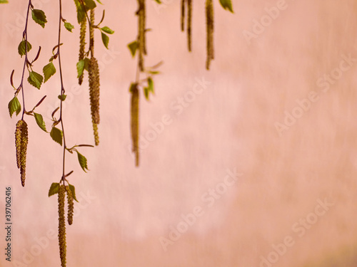 Papier peint Branches of a young birch.