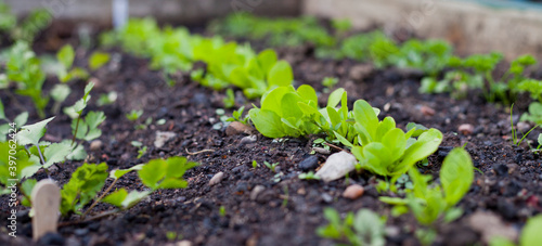 Tablou pe pânză Lettuce seedlings in the raised bed, slef-sufficient household with vegetable garden