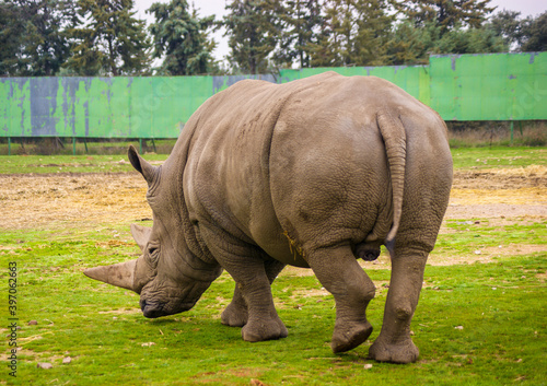 White rhino walking in front of the car.