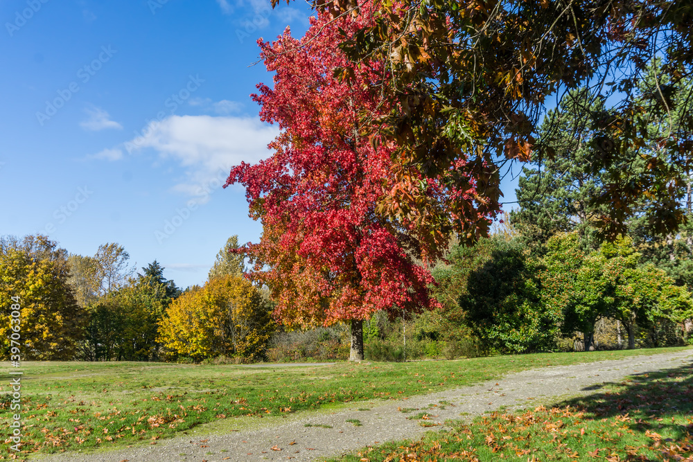Naklejka premium Red Fall Leaves 3