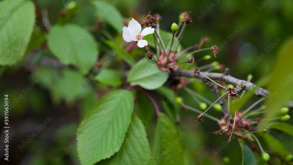 Prunus avium - wild cherry tree with small green fruit. Prunus avium - wild cherry tree with small green fruit.