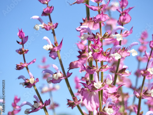 Blooming salvia sclarea in the garden.