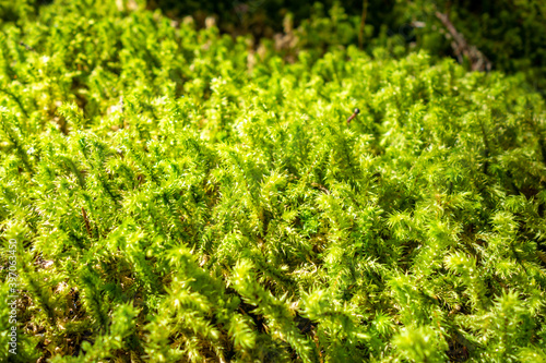 Moss detail in Vanoise national Park, French alps