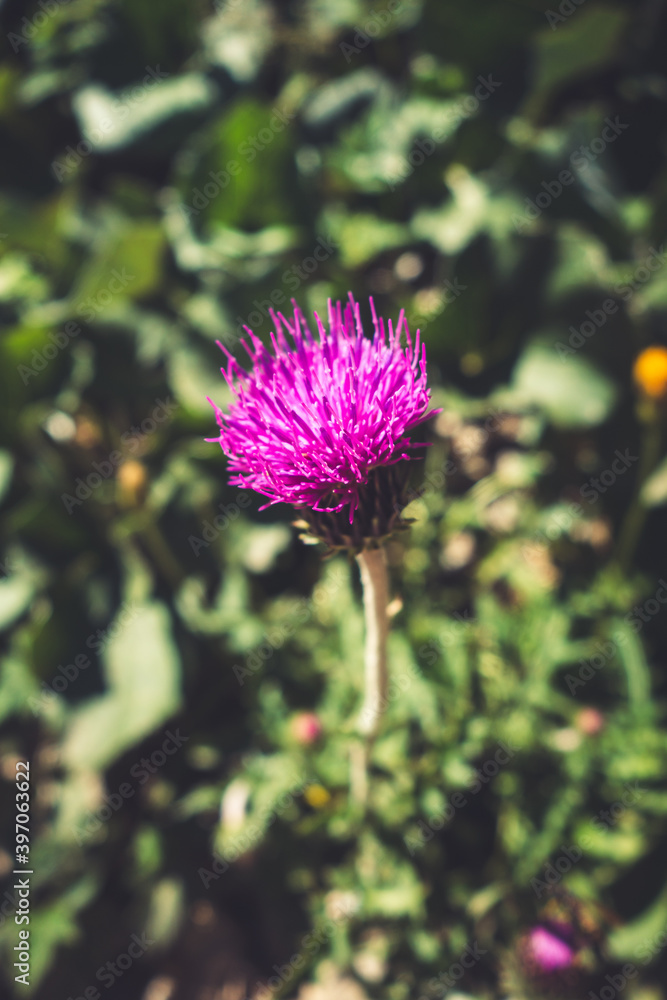 Cirsium flowers in Vanoise national Park, France Cirsium flowers in Vanoise national Park, France