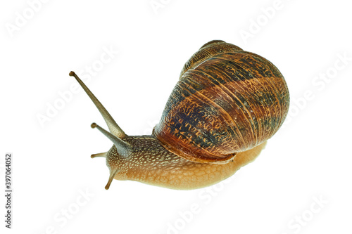 Snail photographed in studio on a white background