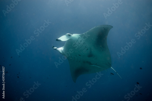 Manta Ray (Mobula alfredi) feeding plankton during a night dive with a source of light in the background - Maldives © Tobias