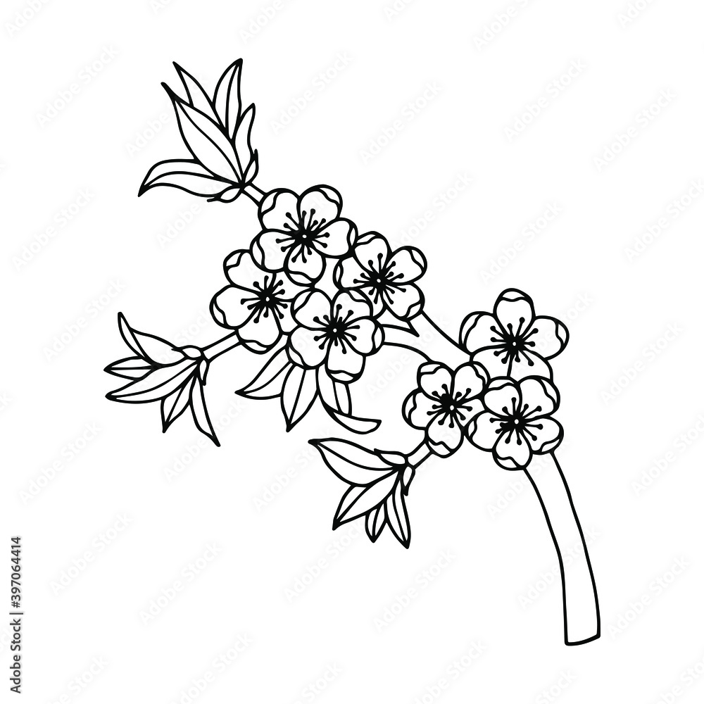 Plum tree branch with flowers. Vector stock illustration eps10. Hand drawing. Outline. Plum tree branch with flowers. Vector stock illustration eps10. Hand drawing. Outline.