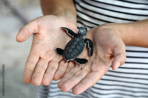 Chelonia Mydas. Newborn baby black green sea turtle running on the beach sands in Mediterranean Sea.