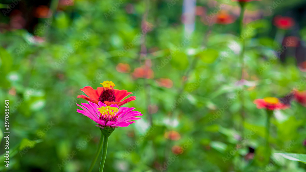 Flores en Ecuador