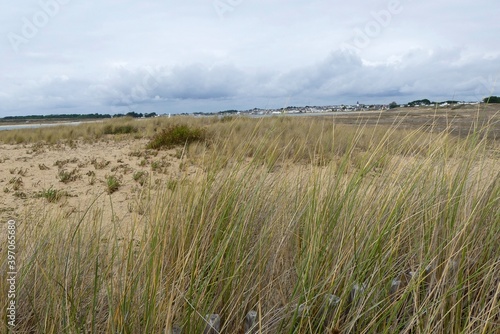 Wild grasses in the dunes