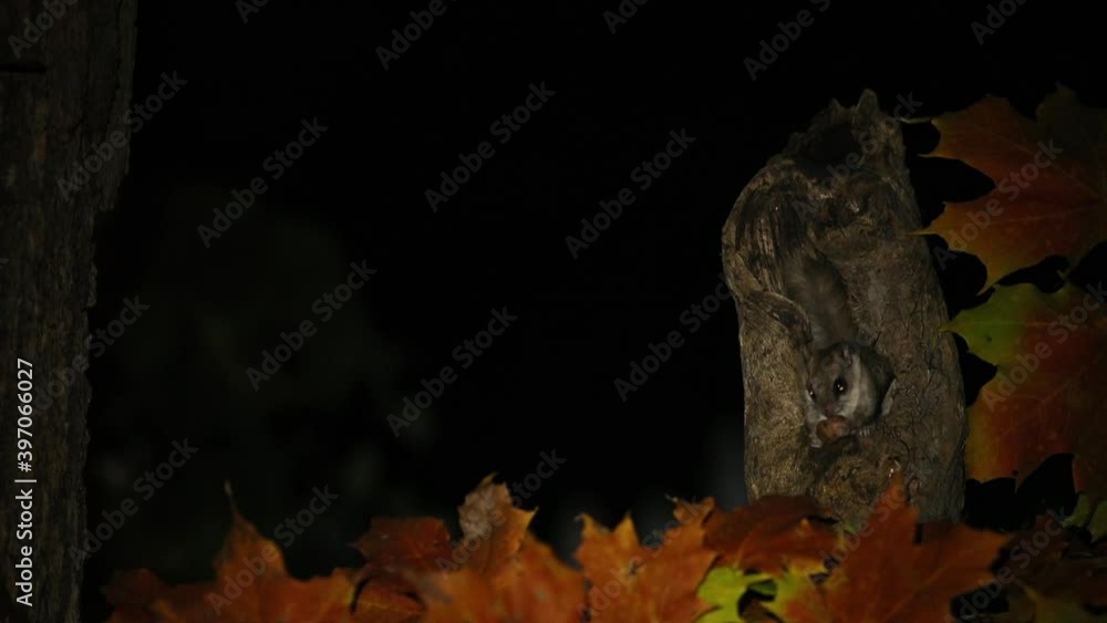 Southern Flying Squirrel (Glaucomys volans) at night jumping and eating ...