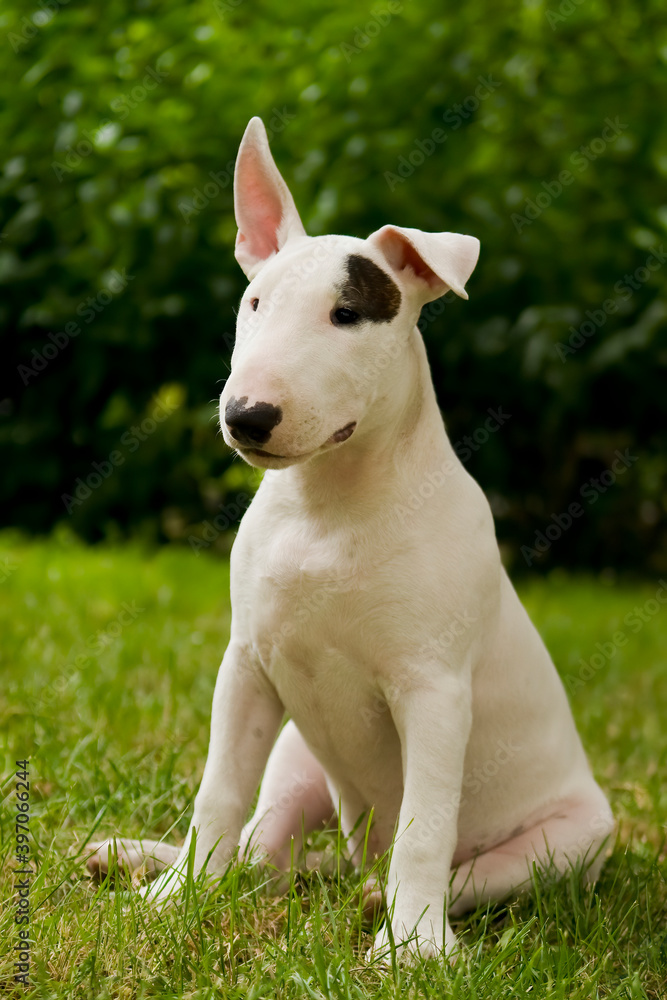 Purebred white Bull Terrier puppy on green lawn. Portrait of young dog with black dot on eye sitting on grass. Lush foliage in the background.